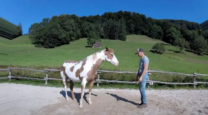 man dances with horse