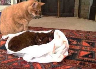 Cat-tries-to-revive-his-dead-friend