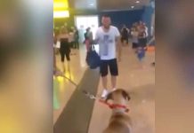 Dog-going-crazy