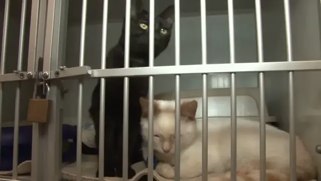dog helps cats