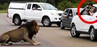 Lion-scares-away-tourists