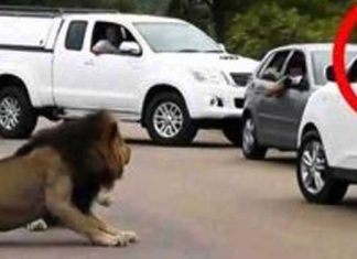 Lion-scares-away-tourists
