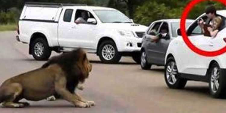 Lion-scares-away-tourists