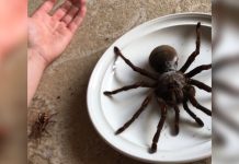 goliath spider