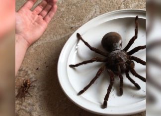 goliath spider