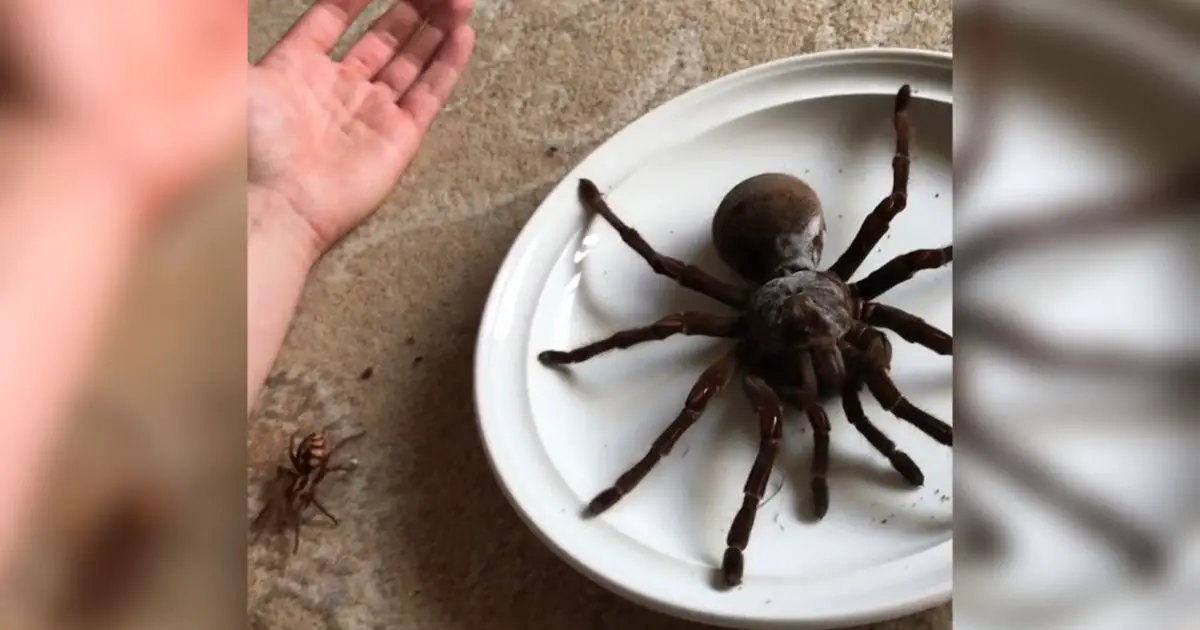 goliath spider