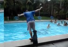 Toyo_-Lifeguard-Labrador