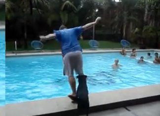 Toyo_-Lifeguard-Labrador
