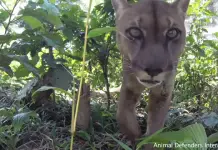 Unchained Mountain lion