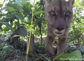 Unchained Mountain lion