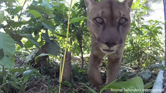 Unchained Mountain lion