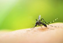 Why mosquitoes bite some people 1-33 screenshot