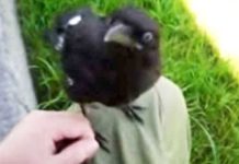 baby-crow-befriends