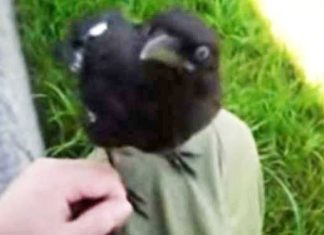 baby-crow-befriends