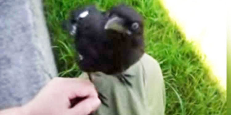 baby-crow-befriends