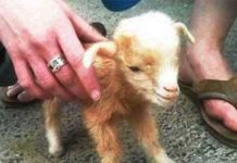 baby-goat-jumps