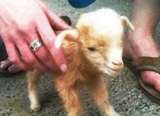 baby-goat-jumps