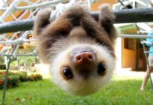 baby sloths