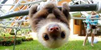 baby sloths
