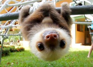 baby sloths