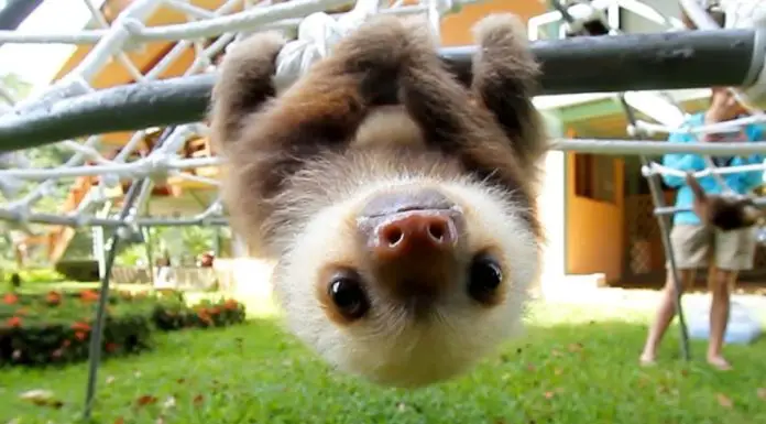 baby sloths