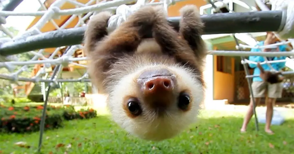 baby sloths