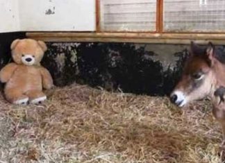 breeze-and-teddy