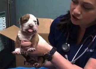 broken-jaw-pup