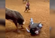 bullrider gets saved by dad