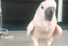 cockatoo-farting
