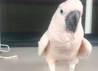 cockatoo-farting