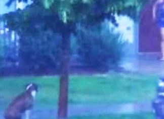 dog-in-thunderstorm-saved