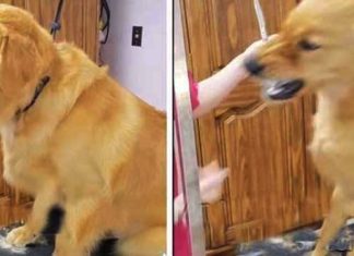 dog-snaps-at-groomer