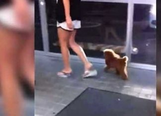 dog-store-walk