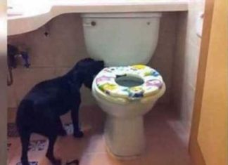 doggie-bathroom