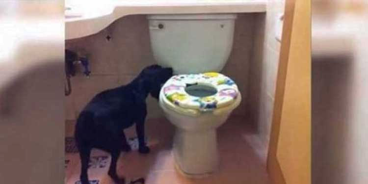 doggie-bathroom
