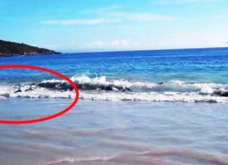 dolphins-washed-ashore-feat