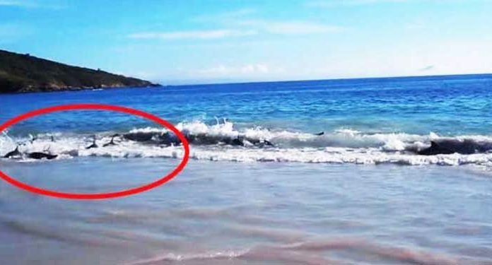 dolphins-washed-ashore-feat