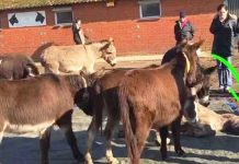 donkeys-farewell