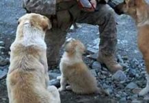 duke-and-dogs