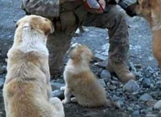 duke-and-dogs