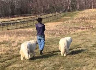 farm-animal-parade