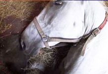 freedom-rescued