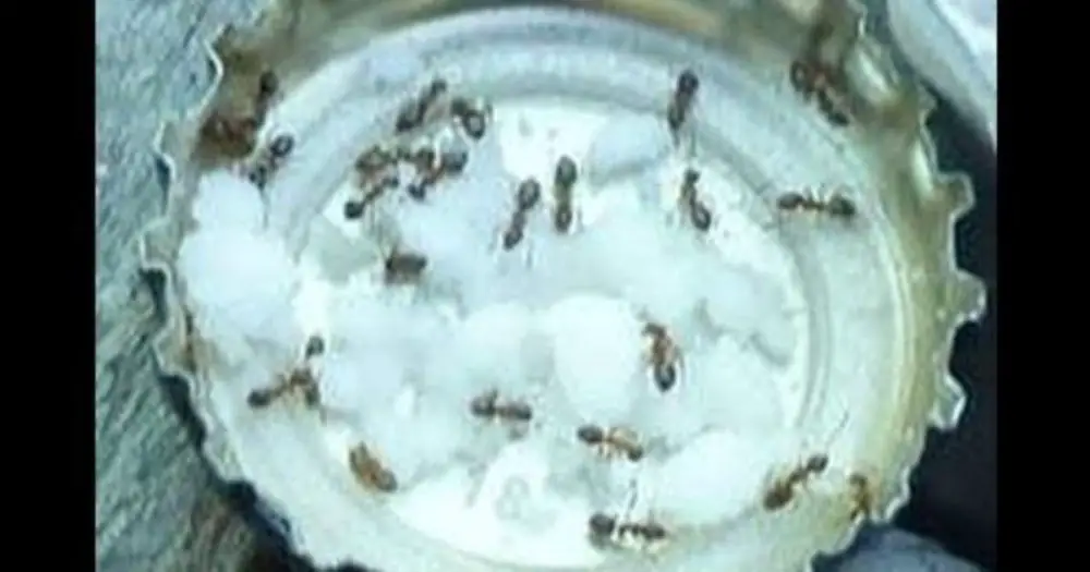 get-rid-of-ants