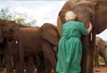 grandma-raising-baby-elephants