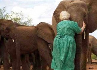 grandma-raising-baby-elephants