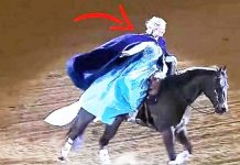 horse_frozen_dance