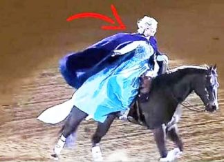 horse_frozen_dance