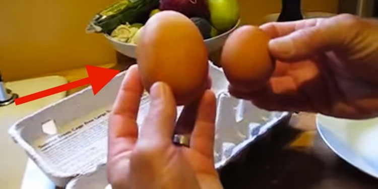 huge egg