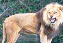lion-save-girl